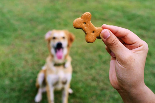 The Right Way to Treat Your Pet