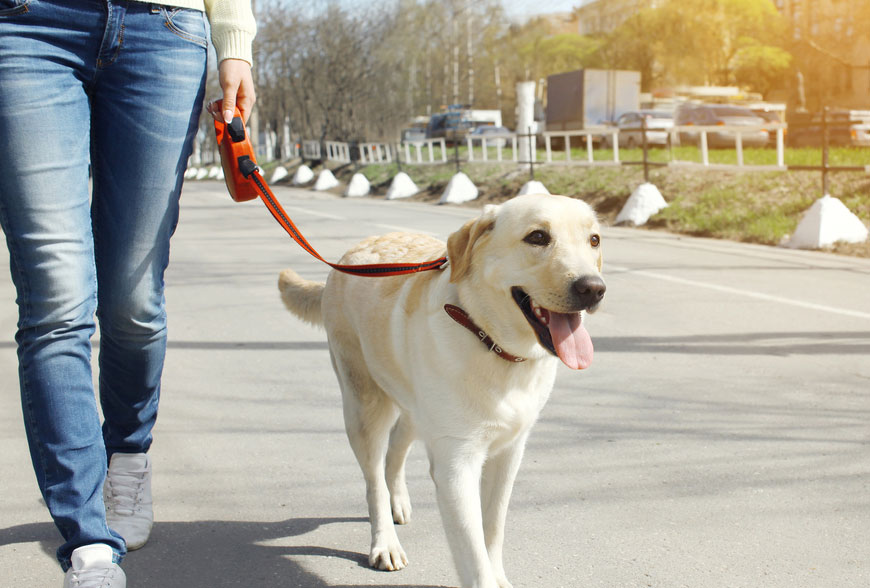 Kennel Cough in Dogs